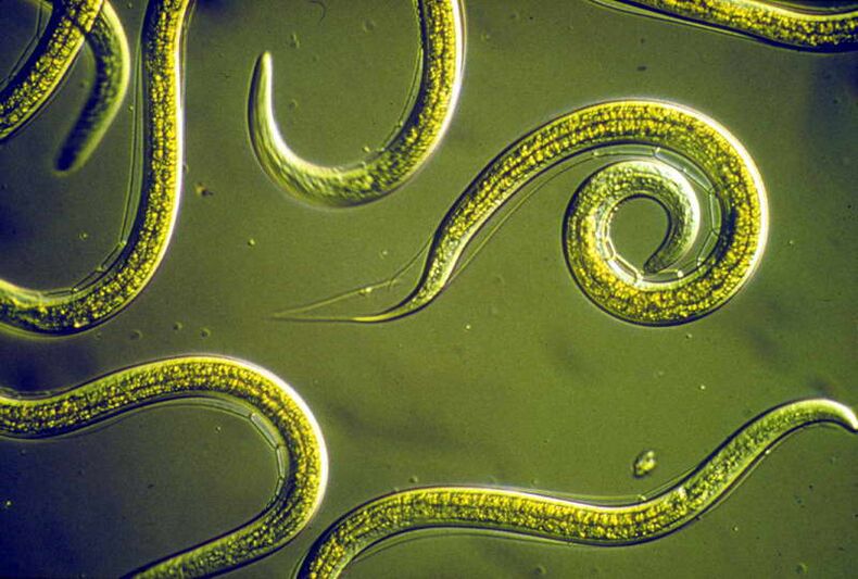 Nematodes
