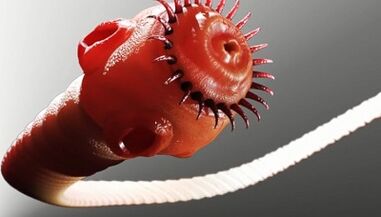 parazītu veidi cilvēka organismā