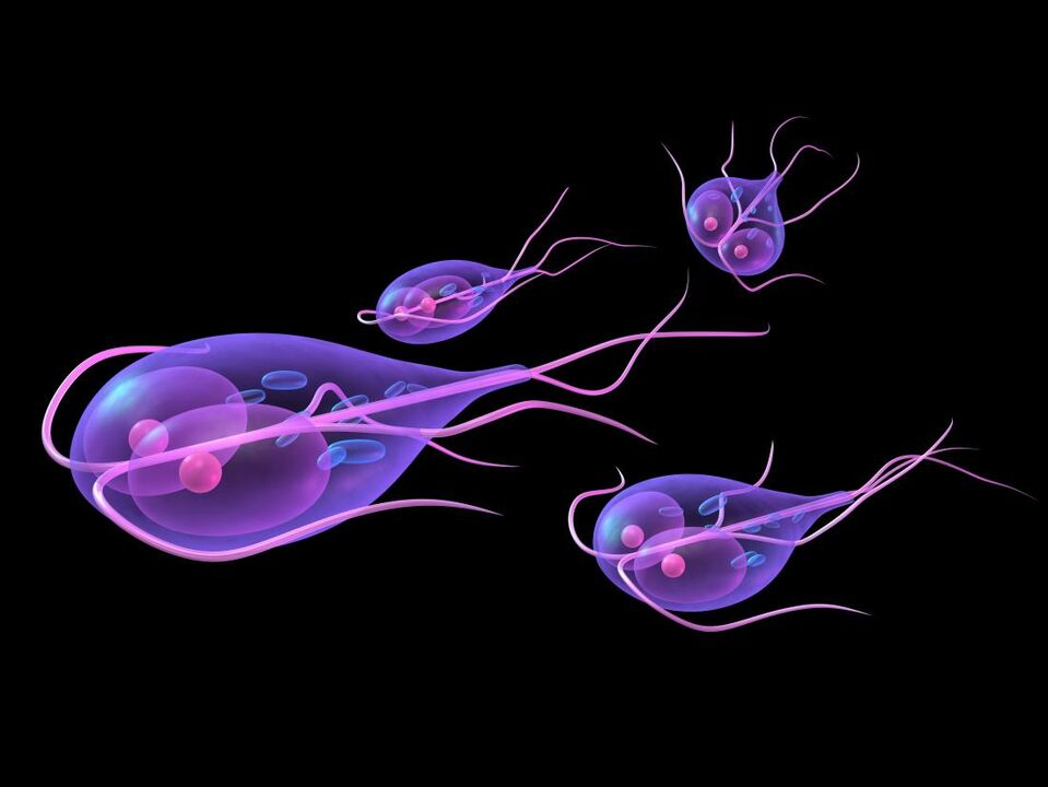 Giardia no cilvēka ķermeņa